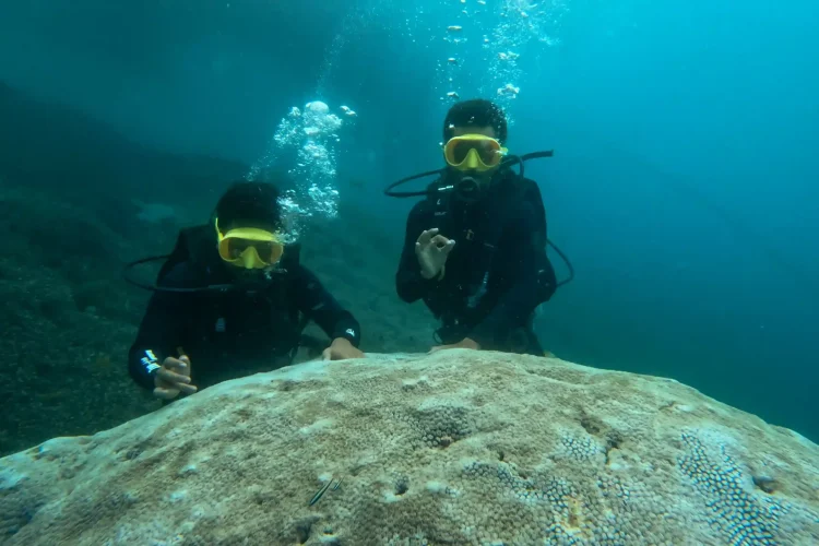 Diving | Nusa Penida Tour | Bali Tours Travel