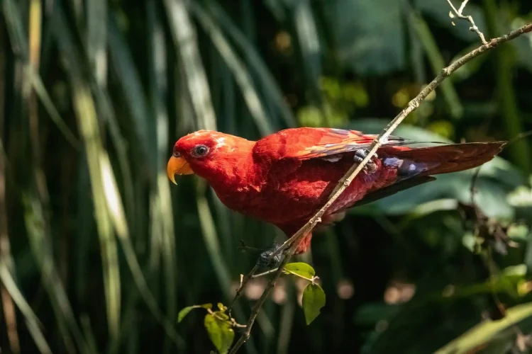 Bali Bird Park | Bali Tours Travel