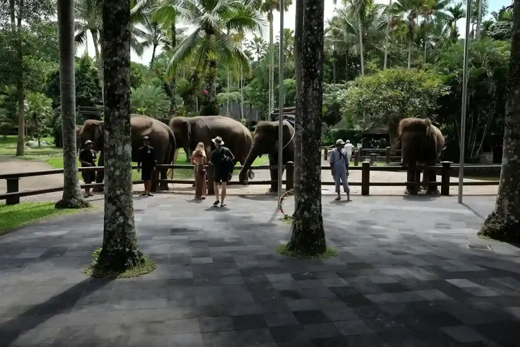 Bali Safari Park | Bali Tours Travel